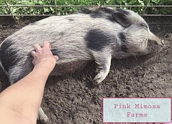 Juliana pig