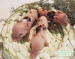 Juliana pig