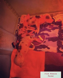 Juliana pig