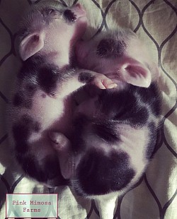 Juliana pig