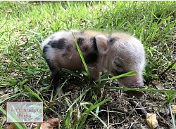 Juliana pig