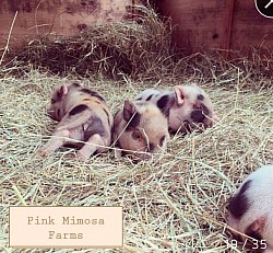 Juliana pig