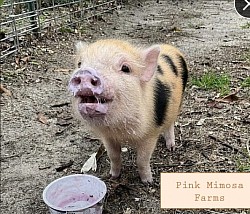 Juliana pig