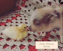Juliana pig