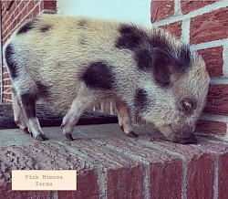 Julianna pig