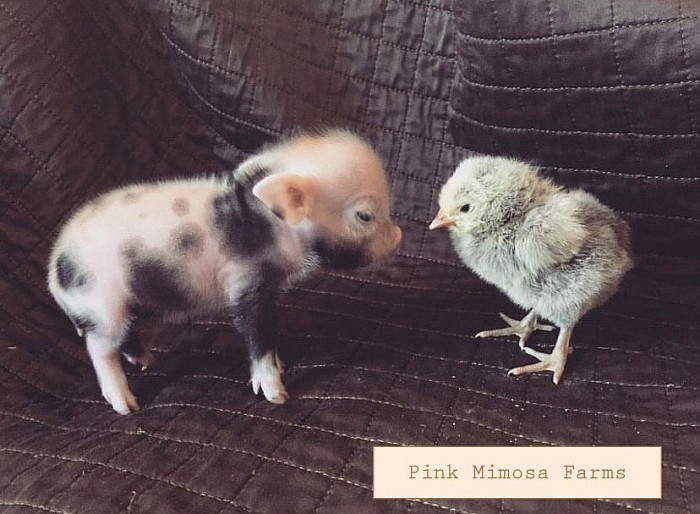 Julianna pig