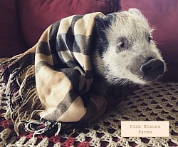 Julianna pig