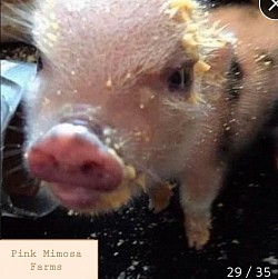 Julianna pig