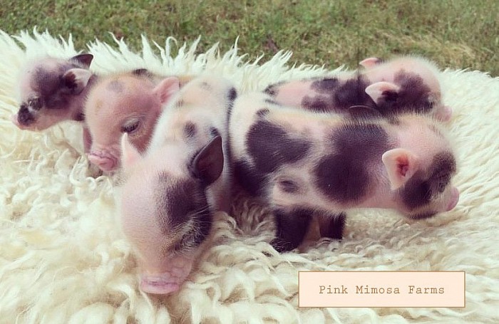 Julianna pig