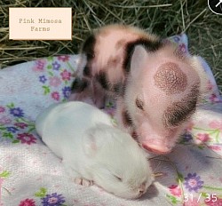 Julianna pig