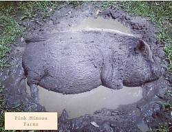 Julianna pig