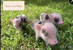 Juliana pig