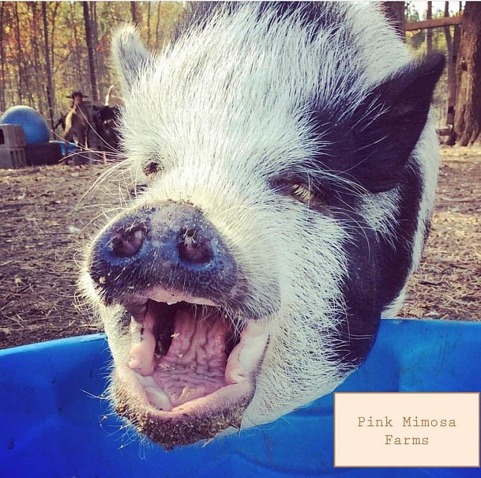 Julianna pig