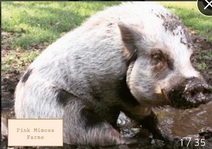 Julianna pig