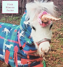 Mini horse