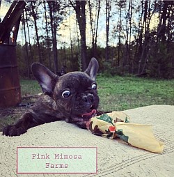 Mini horse