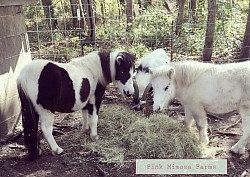 Mini horse
