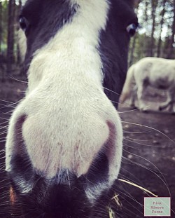 Mini horse