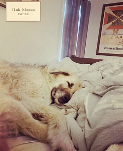 Dogs