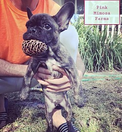 Frenchie