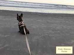 Mini horse