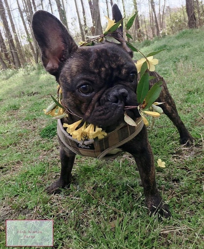 Frenchie
