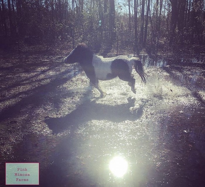 Mini horse