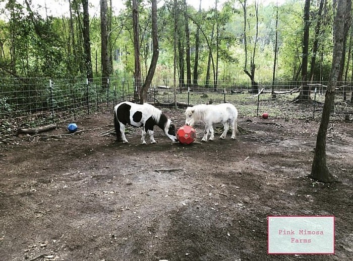 Mini horse