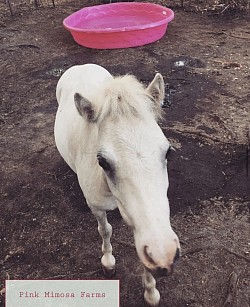 Mini horse