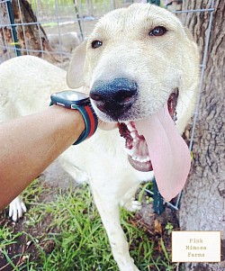 LGD Dog