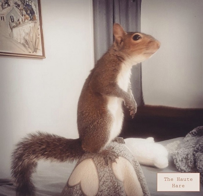 Squirrel