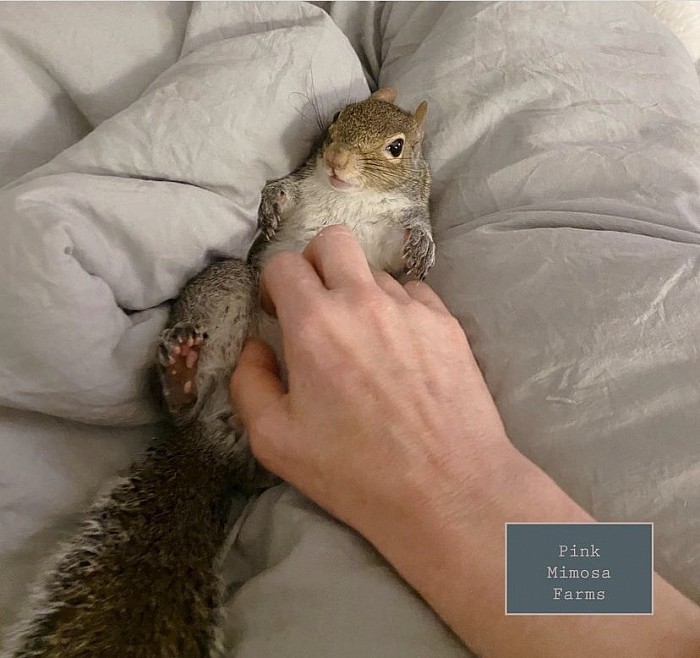Squirrel
