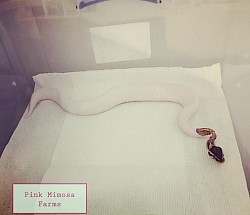 Ball python