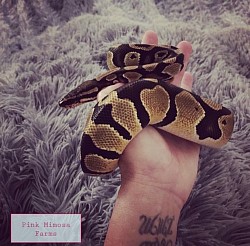 Ball python