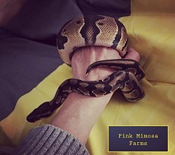 Ball python