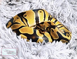 Ball python