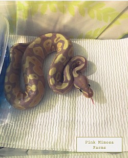 Ball python