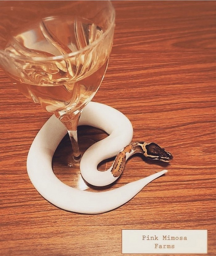Ball python