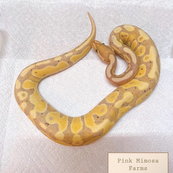 Ball python