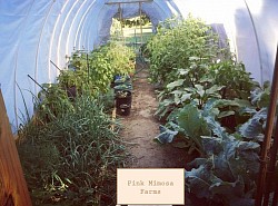 Veggies