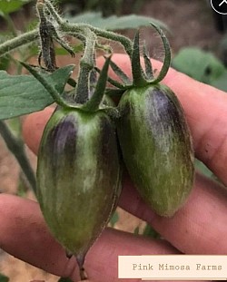 Veggie