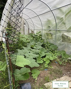Farm