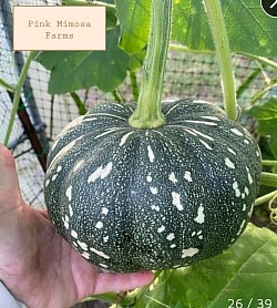 Pink Mimosa Farms heirloom plants