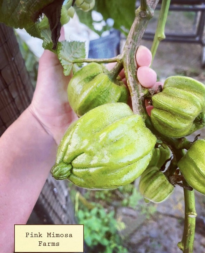 Okra