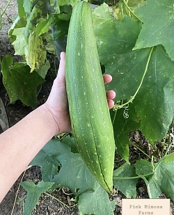 Luffa