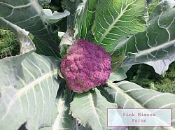 Cauliflower