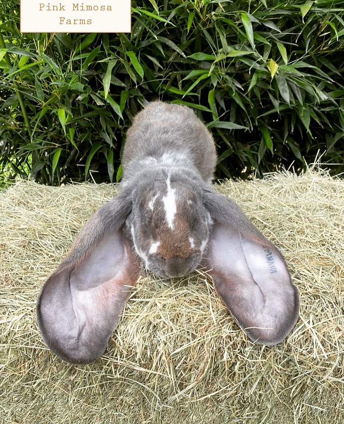 English Lop - broken blue
