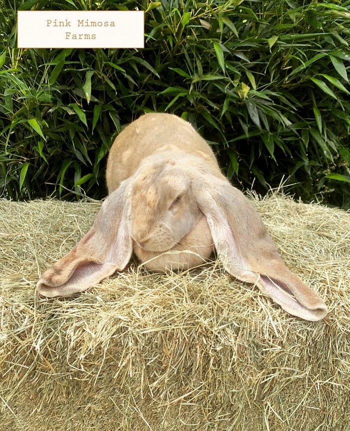 English Lop-cream
