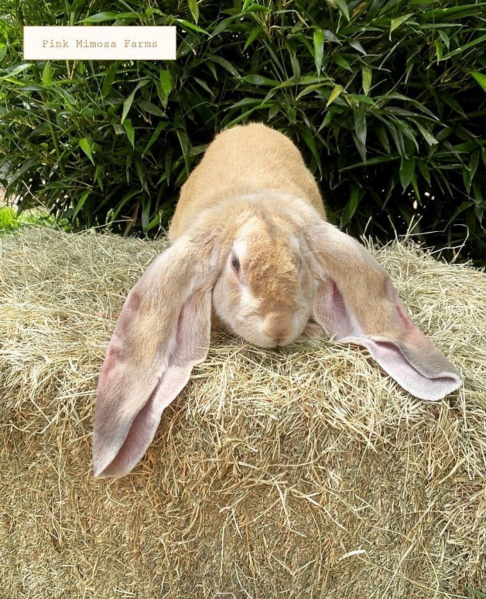 English Lop -cream