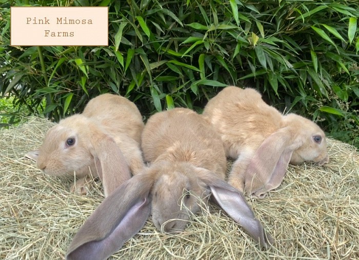 English Lop- cream, tort,cream